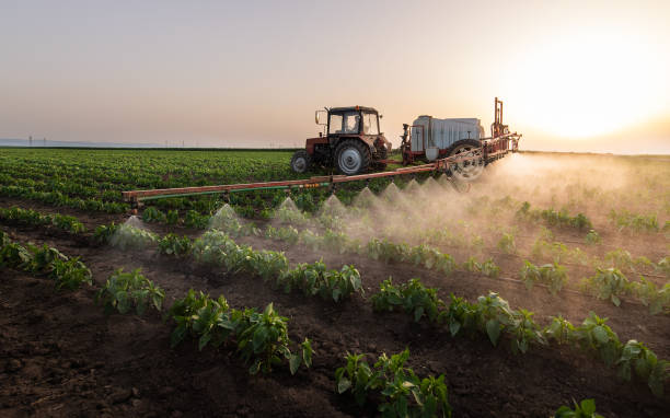 Best Ant Control Services  in Ferris, TX