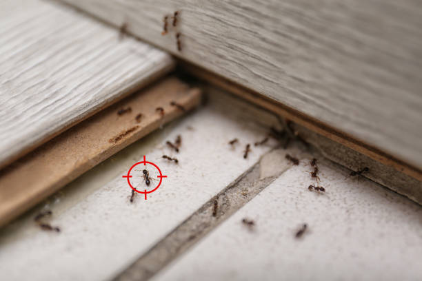 Best Pest Removal Services  in Ferris, TX