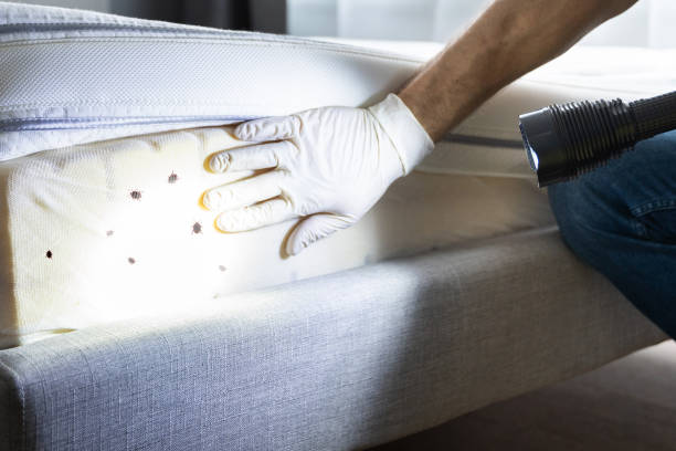 Best Emergency Pest Control  in Ferris, TX