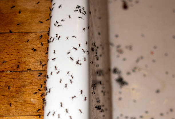 Best Rat Extermination Near Me  in Ferris, TX